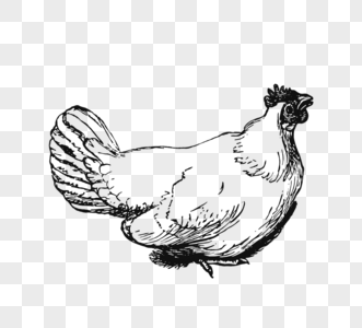 下蛋母鸡图片