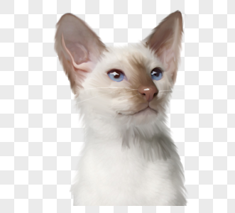白色灵气猫咪元素图片