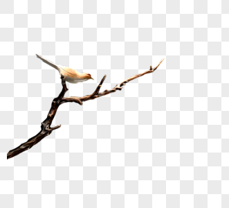 干枯树木啄木鸟元素图片