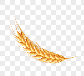 小麦粮食麦子高清图片