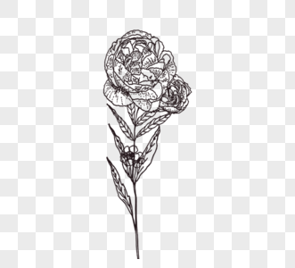 黑白玫瑰花朵线描线稿图片