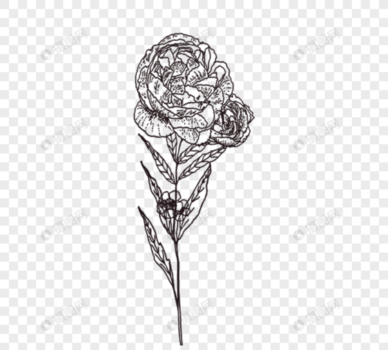 黑白玫瑰花朵线描线稿图片
