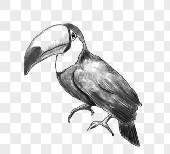 黑白线稿鸟类动物手绘元素图片