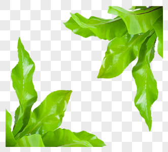矢量树叶阔叶植物绿色元素图片