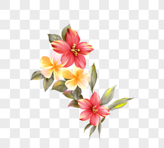 自然金鸡菊设计高清图片