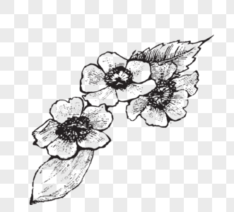 黑白线稿花朵线描元素线稿图片