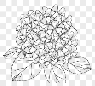 绣球花手绘图片