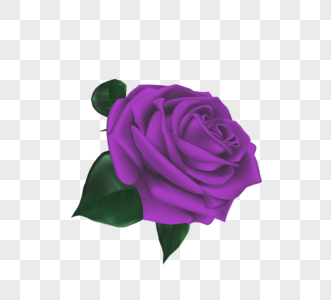 紫色立体手绘写实玫瑰花朵图片