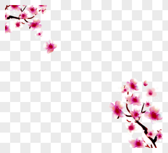 樱花花分支框架高清图片