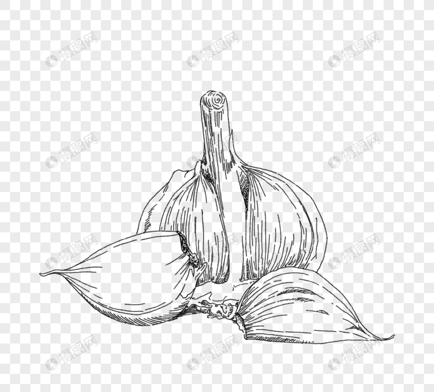 黑色线条画手绘大蒜和大蒜丁香图片