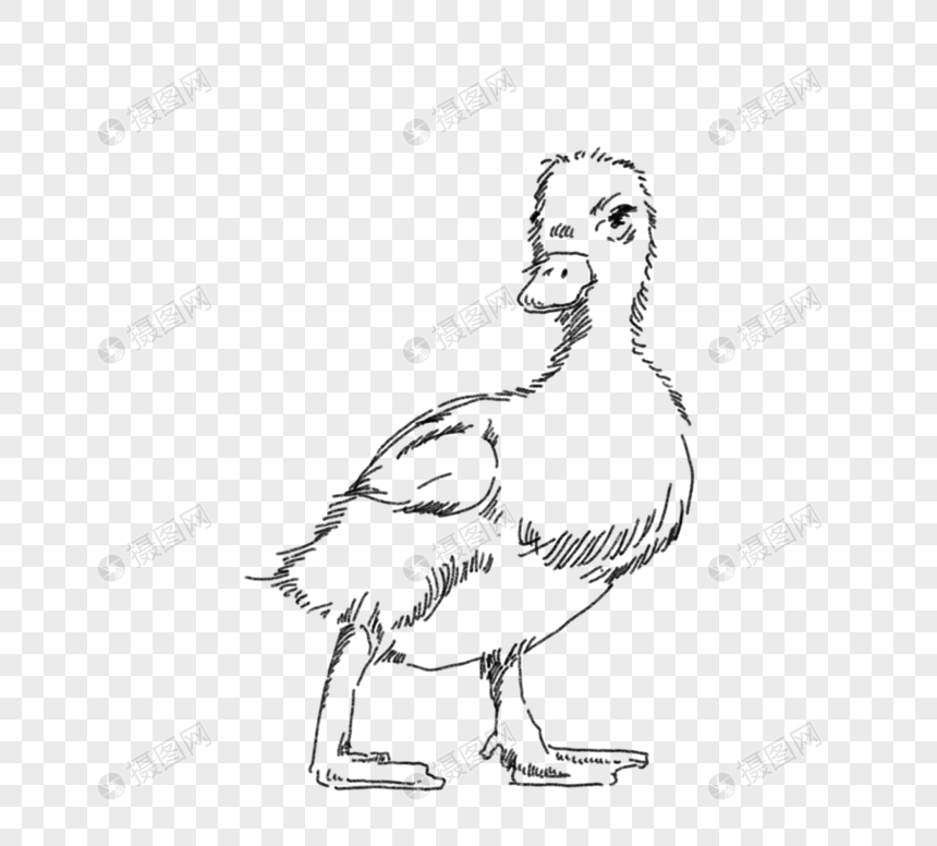 黑色线描家禽鸭子元素
