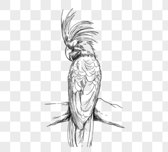 热带鹦鹉鸟线描元素图片