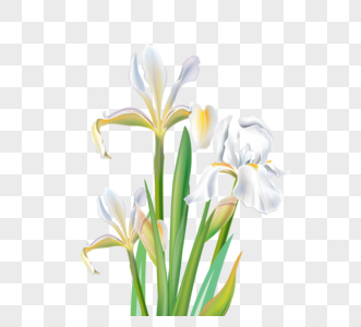 白色植物鸢尾花图片