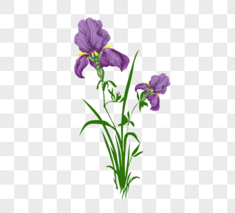 鸢尾草图片