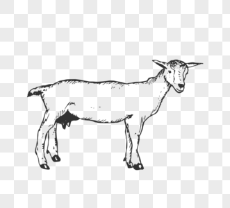 黑白手绘线描一只羊图片
