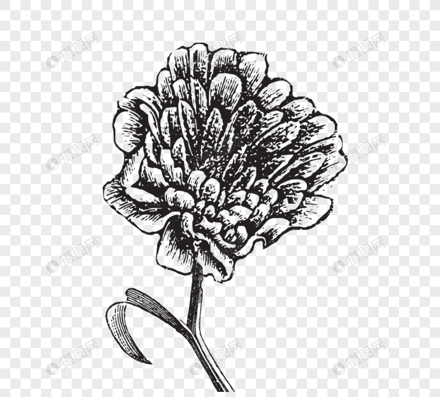 黑白植物线描植物牡丹花线描