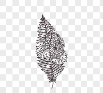 黑白植物线描树叶线稿图片