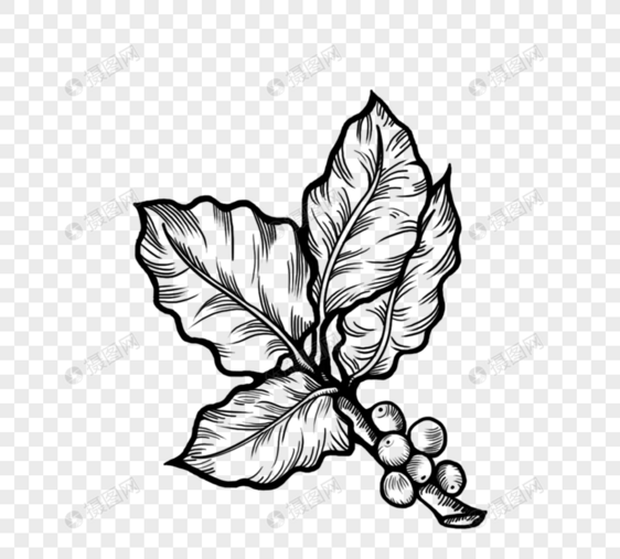 黑白植物水果树叶线稿图片