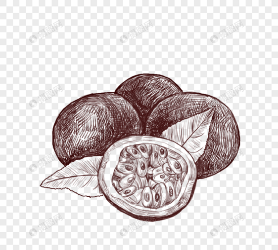 季节性水果百香果线描图片