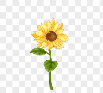 一朵向日葵向阳花太阳花图片