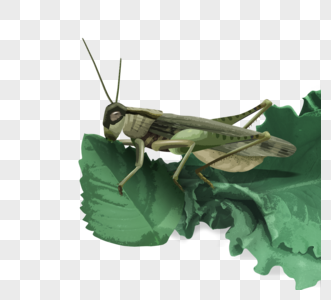 手续绿色节肢动物蝗虫图片