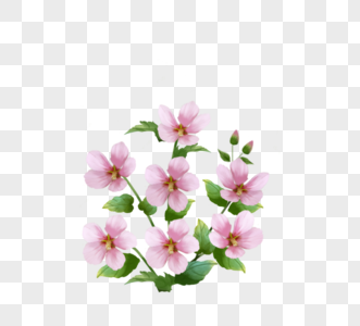 手绘粉紫色韩国木槿花图片