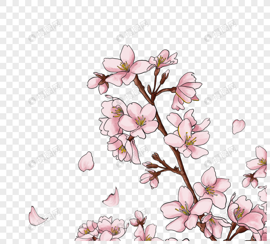 手绘春季芬香樱花图片