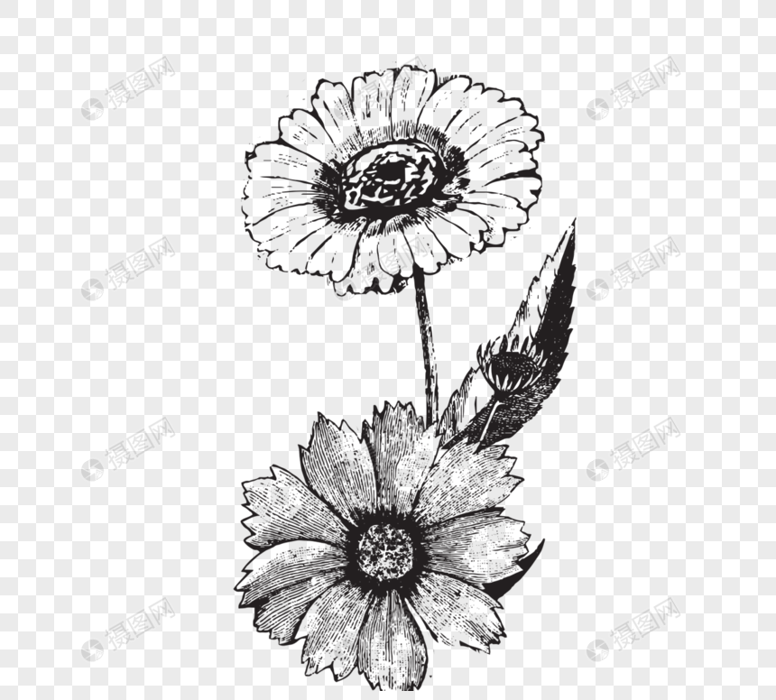 免抠元素 手绘/卡通元素 黑白植物菊花线描植物.psd