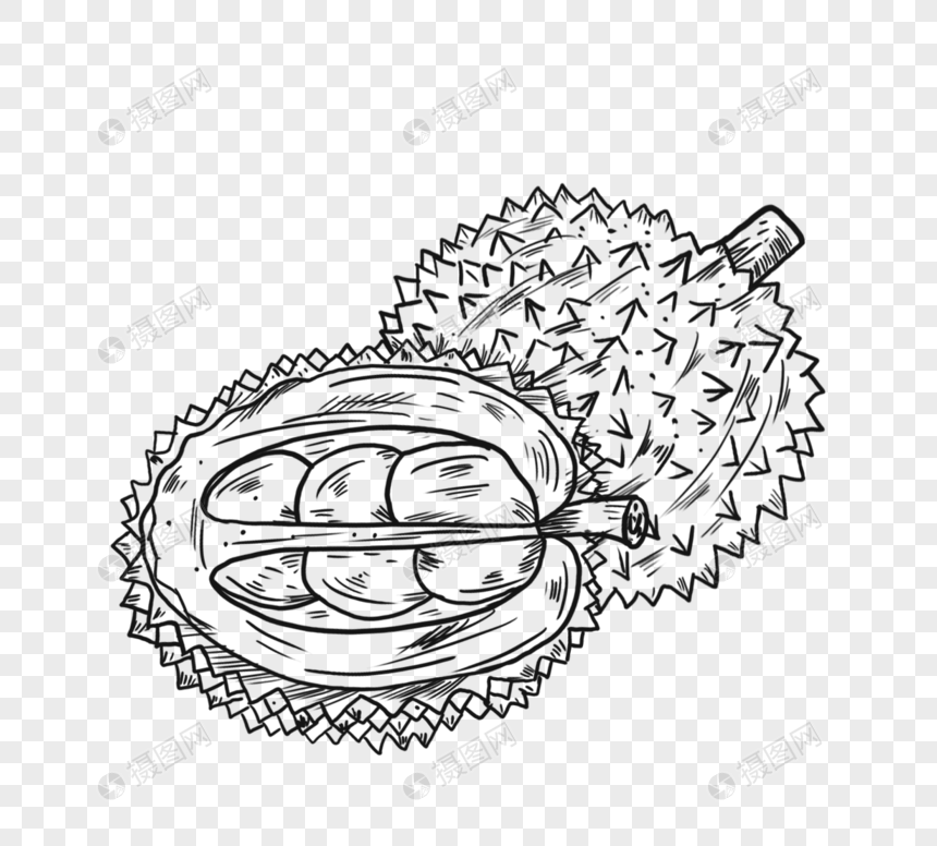 季节性水果榴莲线描图片