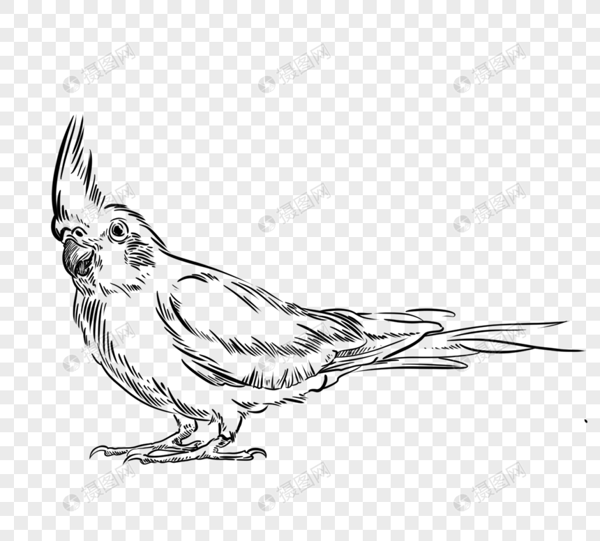 黑白线稿鸟类热带鸟动物手绘元素元素素材下载 正版素材 摄图网