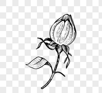 艺术花苞线描植物花图片素材