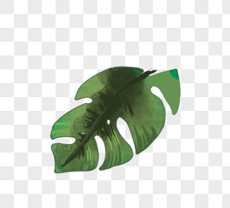 热带植物棕榈叶树叶图片