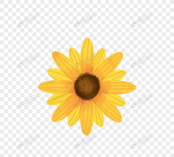 一朵向日葵向阳花图片