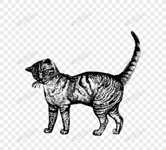 黑色手绘素描成年猫咪元素图片
