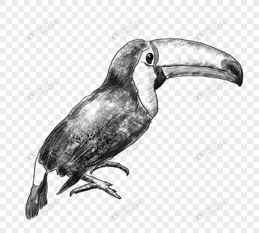 黑白线稿鸟类飞禽动物手绘元素元素素材下载 正版素材 摄图网