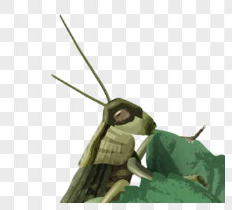 蝗虫吃绿色植物图片