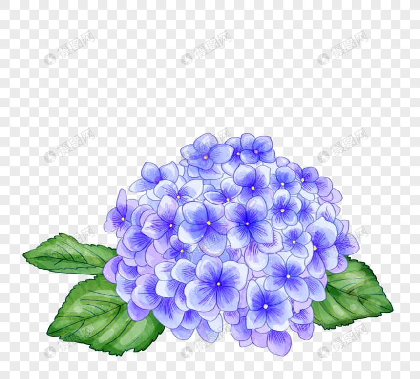 手绘植物水彩绣球花元素素材下载 正版素材 摄图网 手绘植物水彩绣球花元素素材下载 正版素材 摄图网
