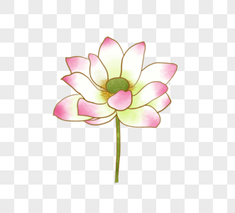 矢量白莲花图片