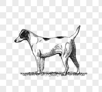 黑色手绘线描一条牧羊犬高清图片