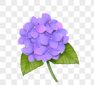 手绘紫色绣球花图片