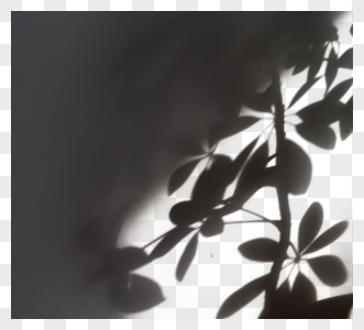 植物投影图片