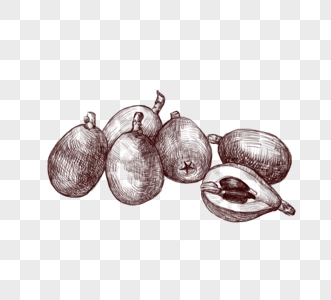 季节性水果香梨线描图片