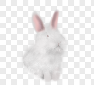 可爱手绘白色小兔子图片