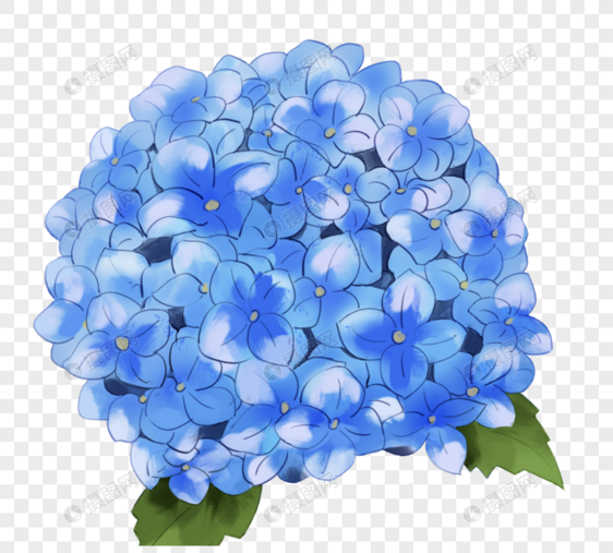 手绘蓝色盛开绣球花图片