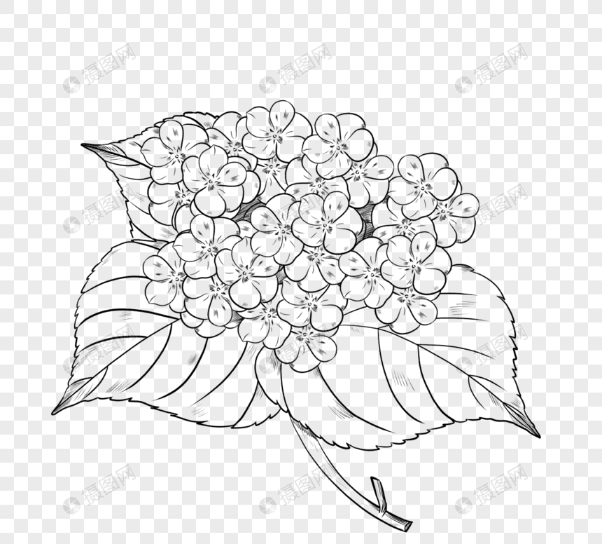 手绘线描绣球花卉图片