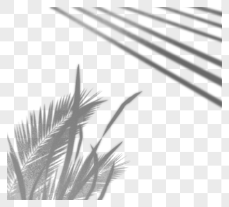 棕榈叶子投影剪影图片
