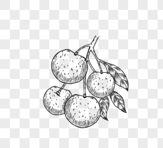 季节性水果苹果线描图片