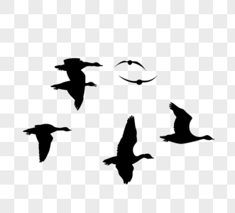 剪影大雁图片