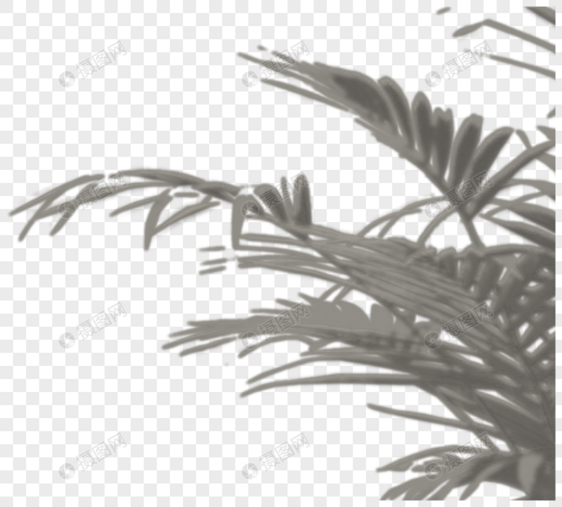 阳光植物投影图片