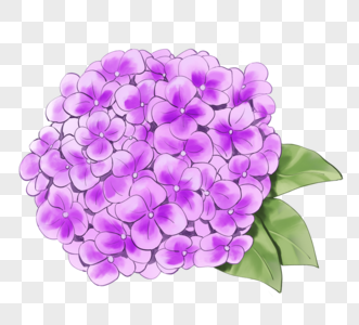 手绘紫色盛开绣球花图片